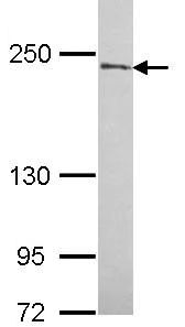 Western blot - Anti-NuMA antibody (AB97585)