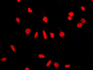 Immunocytochemistry/ Immunofluorescence - Anti-NuMA antibody [EP3976] (AB109262)