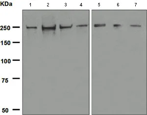 Western blot - Anti-NuMA antibody [EP3976] (AB109262)
