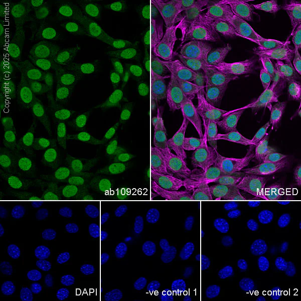 Immunocytochemistry/ Immunofluorescence - Anti-NuMA antibody [EP3976] - BSA and Azide free (AB239963)