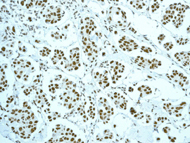 Immunohistochemistry (Formalin/PFA-fixed paraffin-embedded sections) - Anti-NuMA antibody [EP3976] - BSA and Azide free (AB239963)