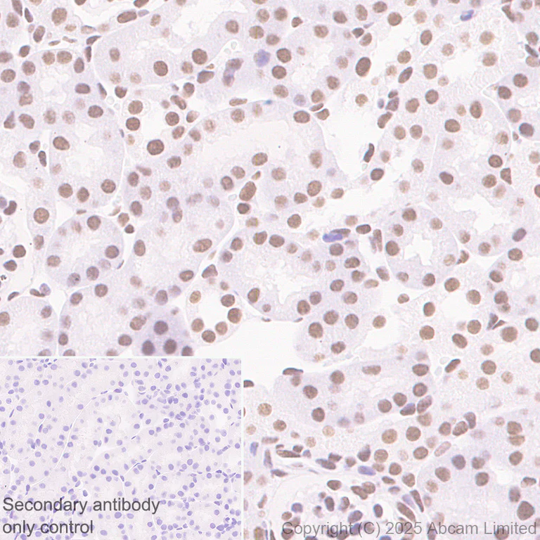 Immunohistochemistry (Formalin/PFA-fixed paraffin-embedded sections) - Anti-NuMA antibody [EP3976] - BSA and Azide free (AB239963)
