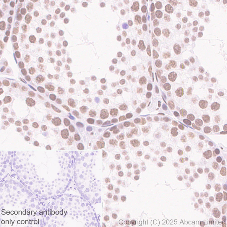 Immunohistochemistry (Formalin/PFA-fixed paraffin-embedded sections) - Anti-NuMA antibody [EP3976] - BSA and Azide free (AB239963)