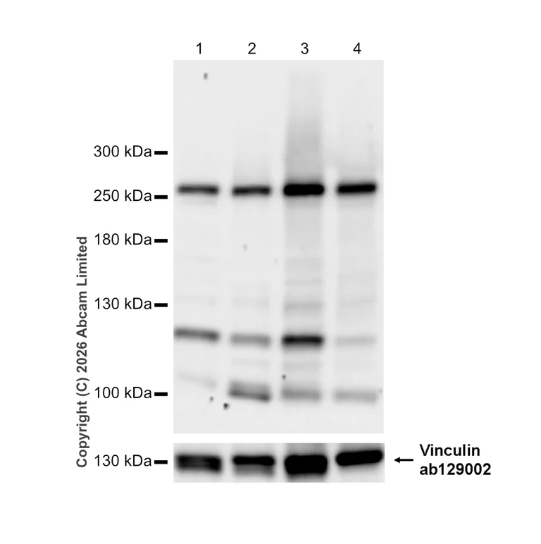 Western blot - Anti-NuMA antibody [EP3976] - BSA and Azide free (AB239963)