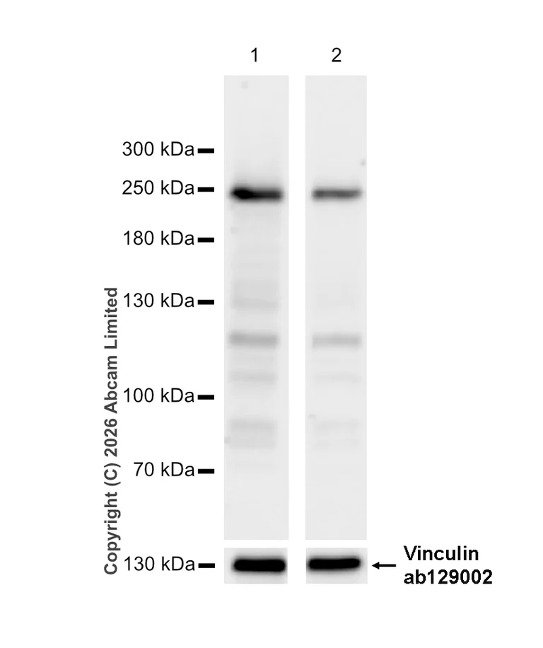 Western blot - Anti-NuMA antibody [EP3976] - BSA and Azide free (AB239963)