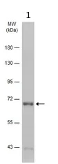 Western blot - Anti-NUMB antibody (AB155415)