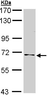 Western blot - Anti-NUMB antibody (AB155415)