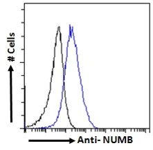 Flow Cytometry - Anti-NUMB antibody (AB4147)