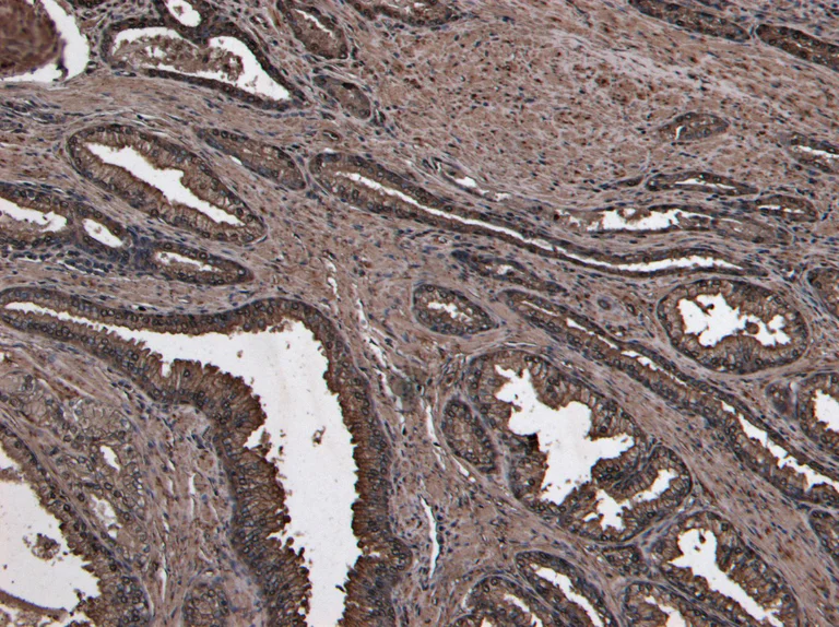 Immunohistochemistry (Formalin/PFA-fixed paraffin-embedded sections) - Anti-NUMB antibody (AB4147)