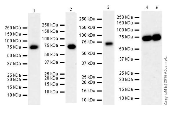 Western blot - Anti-NUMB antibody [EPR21988] (AB220362)