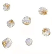 Immunocytochemistry - Anti-Nup107 antibody (AB73290)