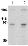 Western blot - Anti-Nup107 antibody (AB73290)