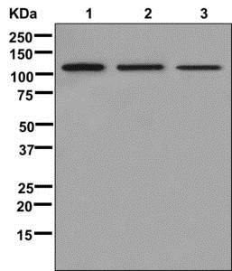 Western blot - Anti-Nup107 antibody [EPR12242] - BSA and Azide free (AB250032)
