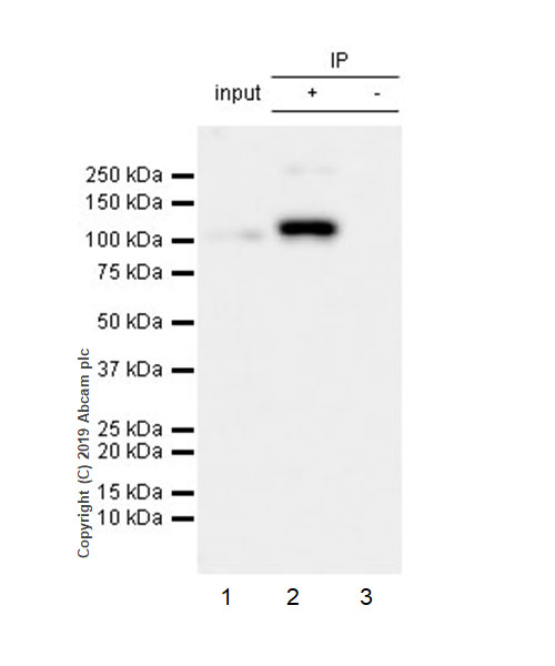 Immunoprecipitation - Anti-Nup107 antibody [EPR22877-21] (AB236634)