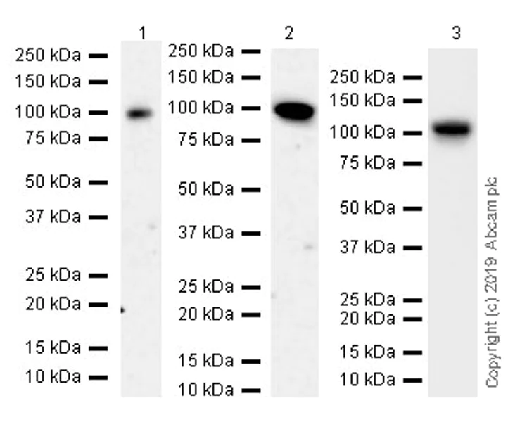 Western blot - Anti-Nup107 antibody [EPR22877-21] (AB236634)