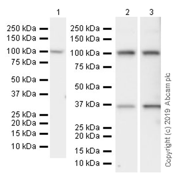 Western blot - Anti-Nup107 antibody [EPR22877-21] (AB236634)
