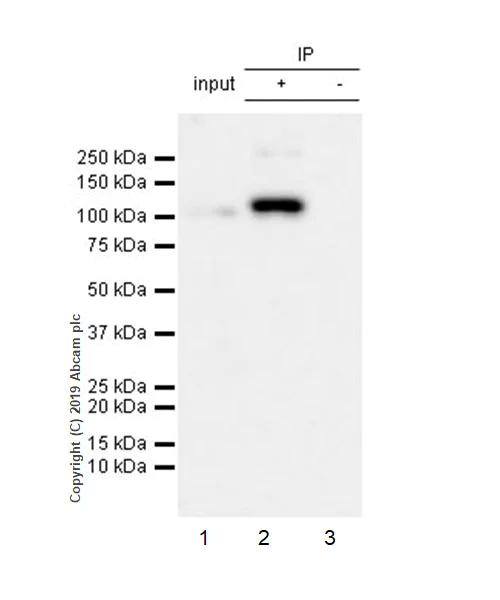 Immunoprecipitation - Anti-Nup107 antibody [EPR22877-21] - BSA and Azide free (AB256530)