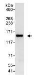 Immunoprecipitation - Anti-NUP133 antibody (AB114096)