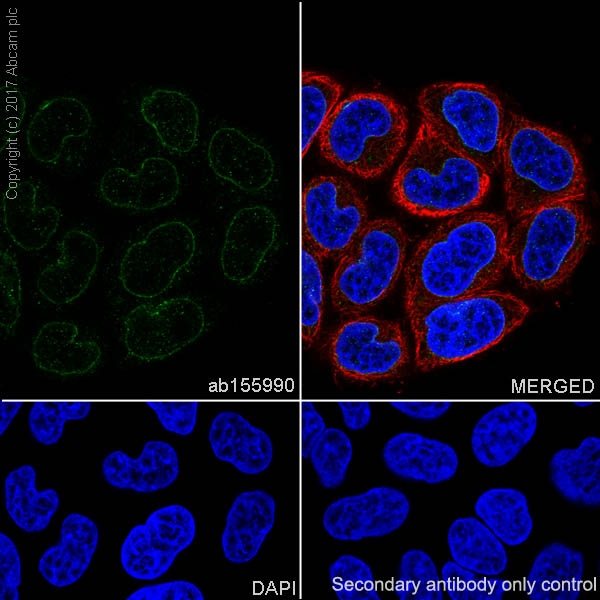 Immunocytochemistry/ Immunofluorescence - Anti-NUP133 antibody [EPR10808(B)] (AB155990)