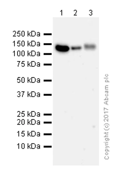 Western blot - Anti-NUP133 antibody [EPR10808(B)] (AB155990)