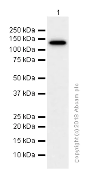 Western blot - Anti-NUP133 antibody [EPR10808(B)] (AB155990)