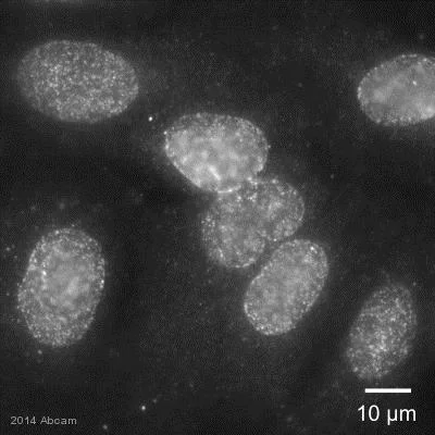 Immunocytochemistry/ Immunofluorescence - Anti-NUP133 antibody [EPR10808(B)] - BSA and Azide free (AB236010)