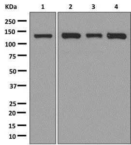 Western blot - Anti-NUP133 antibody [EPR10809] - BSA and Azide free (AB250483)