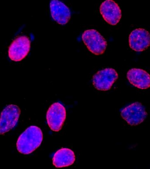 Immunocytochemistry/ Immunofluorescence - Anti-Nup153 antibody (AB245668), expandable thumbnail