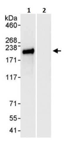 Immunoprecipitation - Anti-Nup153 antibody (AB245668), expandable thumbnail