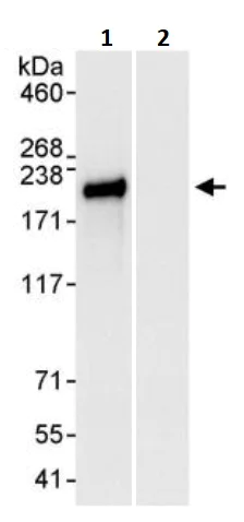 Immunoprecipitation - Anti-Nup153 antibody (AB245668)