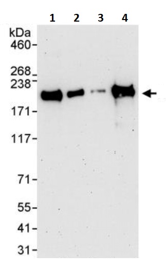 Western blot - Anti-Nup153 antibody (AB245668), expandable thumbnail