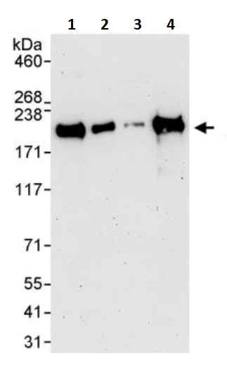 Western blot - Anti-Nup153 antibody (AB245668)