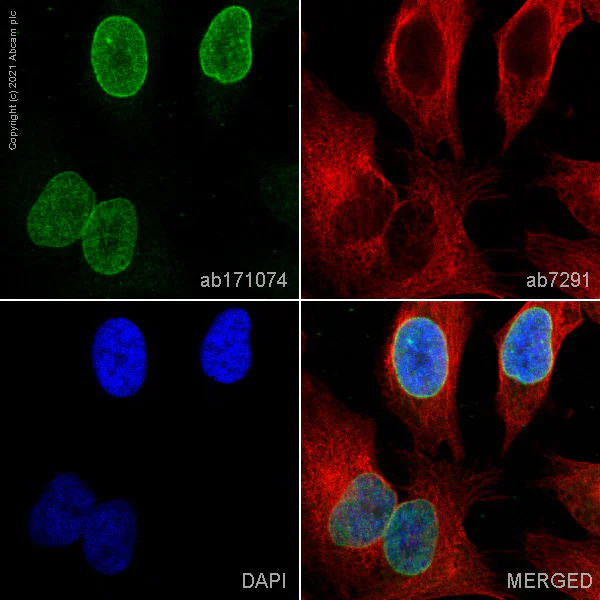 Immunocytochemistry/ Immunofluorescence - Anti-Nup153 antibody [EPR7606(2)(B)] (AB171074)