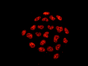 Immunocytochemistry/ Immunofluorescence - Anti-Nup153 antibody [EPR7606(2)(B)] - BSA and Azide free (AB249630)