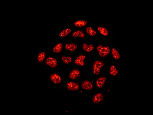 Immunocytochemistry/ Immunofluorescence - Anti-Nup153 antibody [EPR7606(2)(B)] - BSA and Azide free (AB249630)