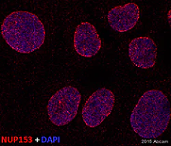 Immunocytochemistry/ Immunofluorescence - Anti-Nup153 antibody [QE5] (AB24700)