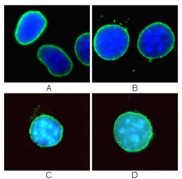 Immunocytochemistry/ Immunofluorescence - Anti-Nup153 antibody [QE5] (AB24700)