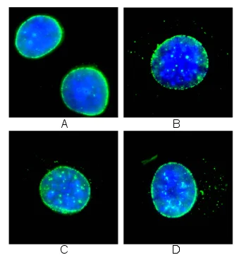 Immunocytochemistry/ Immunofluorescence - Anti-Nup153 antibody [QE5] (AB24700)