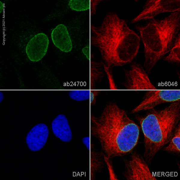 Immunocytochemistry/ Immunofluorescence - Anti-Nup153 antibody [QE5] - BSA and Azide free (AB264554)