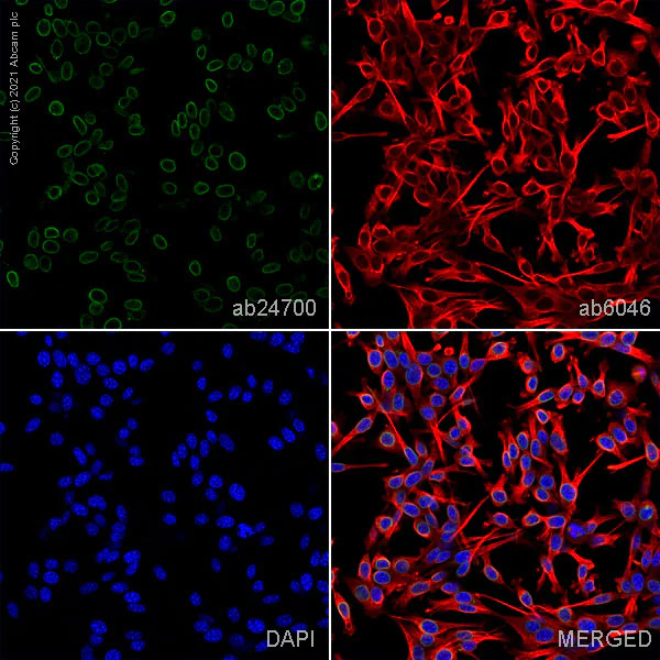 Immunocytochemistry/ Immunofluorescence - Anti-Nup153 antibody [QE5] - BSA and Azide free (AB264554)