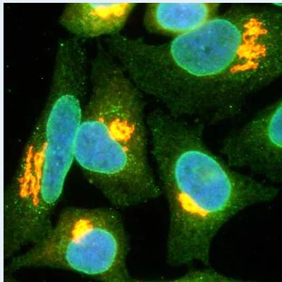 Immunocytochemistry/ Immunofluorescence - Anti-Nup153 antibody [QE5] - BSA and Azide free (AB264554)