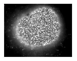 Immunocytochemistry/ Immunofluorescence - Anti-Nup153 antibody [R4C8] (AB81463)