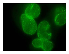 Immunocytochemistry/ Immunofluorescence - Anti-Nup153 antibody [R4C8] (AB81463)