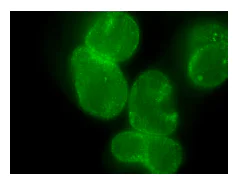 Immunocytochemistry/ Immunofluorescence - Anti-Nup153 antibody [R4C8] (AB81463)