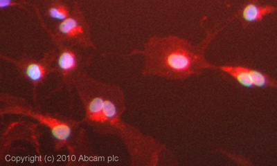Immunocytochemistry/ Immunofluorescence - Anti-Nup153 antibody [SA1] (AB96462), expandable thumbnail