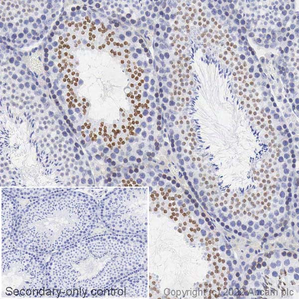 Immunohistochemistry (Formalin/PFA-fixed paraffin-embedded sections) - Anti-Nup153 antibody [SA1] (AB96462), expandable thumbnail