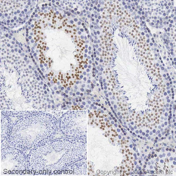 Immunohistochemistry (Formalin/PFA-fixed paraffin-embedded sections) - Anti-Nup153 antibody [SA1] (AB96462)
