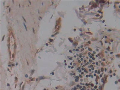 Immunohistochemistry (Formalin/PFA-fixed paraffin-embedded sections) - Anti-NUP155 antibody (AB233079)