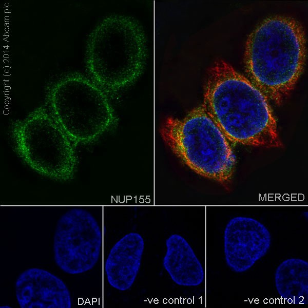 Immunocytochemistry/ Immunofluorescence - Anti-NUP155 antibody [EPR17111] - BSA and Azide free (AB251277), expandable thumbnail