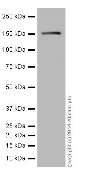 Western blot - Anti-NUP155 antibody [EPR17111] - BSA and Azide free (AB251277), expandable thumbnail